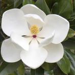 Wintergroene Magnolia boom - verschillende soorten, Tuin en Terras, Planten | Bomen, In pot, Halfschaduw, Lente, Overige soorten