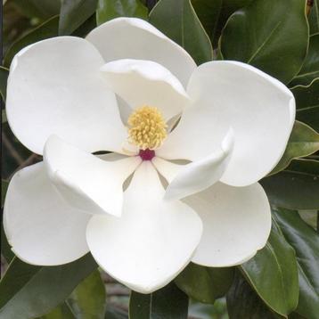 Wintergroene Magnolia boom - verschillende soorten