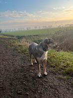 Floor zoekt een nieuw thuis, Dieren en Toebehoren, Honden | Niet-rashonden, Particulier, Buitenland, Teef, Eén hond