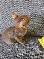 Oosterse korthaar nog 1 katertje ginger, Dieren en Toebehoren, Katten en Kittens | Raskatten | Korthaar, Kater, Ontwormd