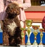 Lagotto Romagnolo (italijaanse waterhond) pups te koop, Rabiës (hondsdolheid), Overige rassen, 8 tot 15 weken, Meerdere