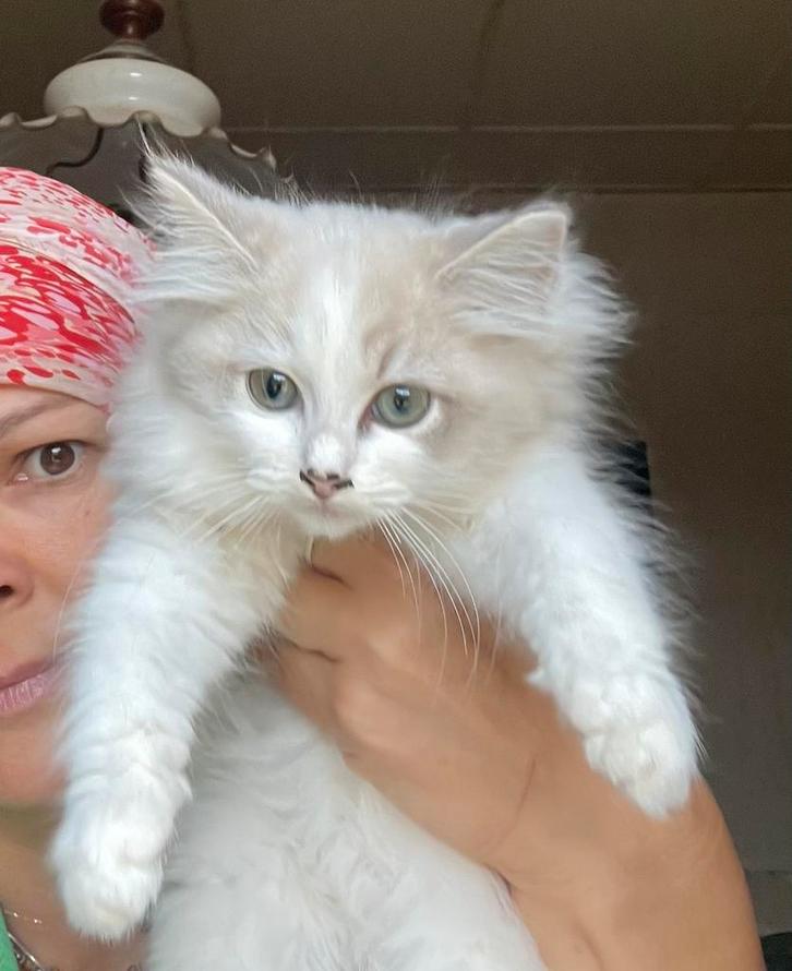 Ragdol kitten, Dieren en Toebehoren, Katten en Kittens | Raskatten | Langhaar, Poes, Gechipt