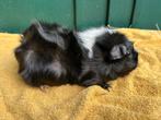 Borstel cavia zeug, Dieren en Toebehoren, Knaagdieren, Juni, Vrouwelijk, Cavia
