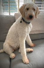Lieve Golden Doodle (4 jaar) zoekt warm en blijvend thuis, Dieren en Toebehoren, Honden | Niet-rashonden, Rabiës (hondsdolheid)