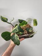 Scindapsus Mangurai Variegated, Ophalen of Verzenden, Overige soorten, Minder dan 100 cm
