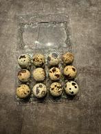 Japanse kwartel eieren, Dieren en Toebehoren, Pluimvee, Geslacht onbekend, Overige soorten