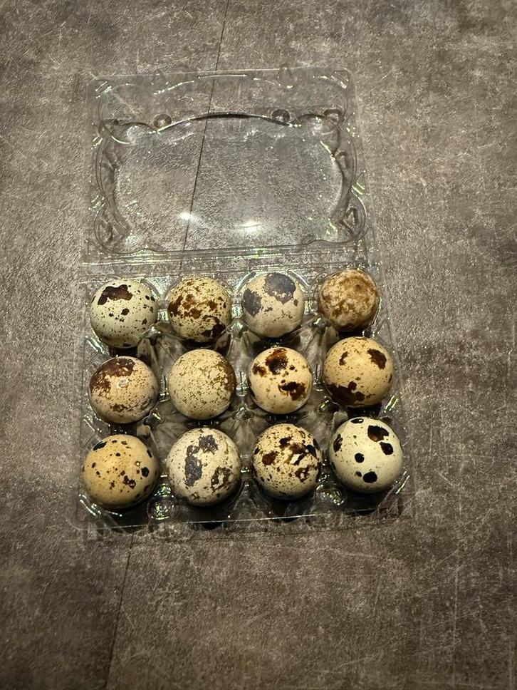 Japanse kwartel eieren, Dieren en Toebehoren, Pluimvee, Overige soorten, Geslacht onbekend