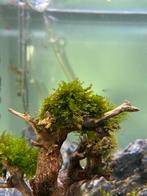 Christmas moss (Vesicularia montagnei), Dieren en Toebehoren, Vissen | Aquariumvissen