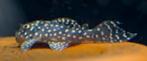 L136 pleco, Dieren en Toebehoren, Vissen | Aquariumvissen, Vis