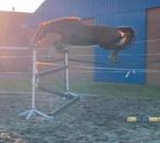 Vos merrie springpaard, Dieren en Toebehoren, Paarden, Merrie, Springpaard, B, Gechipt