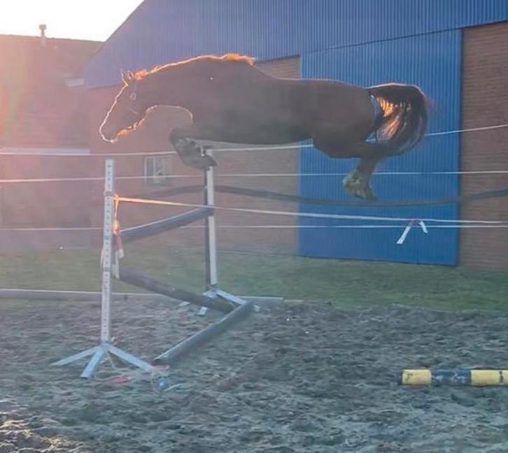 Vos merrie springpaard, Dieren en Toebehoren, Paarden, Merrie, B, 160 tot 165 cm, 7 tot 10 jaar, Springpaard, Met stamboom, Gechipt