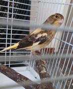 Te koop mooie kanarie van 6 weken oud, Dieren en Toebehoren, Vogels | Kanaries, Geslacht onbekend, Kleurkanarie