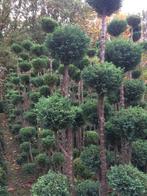 Coniferen op stam - Diverse hoogtes! Bolconiferen, Ophalen, Overige soorten, 250 tot 400 cm