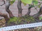 Bonsai forrest Japanse kweepeer, Ophalen, Overige soorten, Minder dan 100 cm