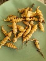 Crosne, Japanse andoorn knollen, biologisch, Ophalen of Verzenden, Vaste plant, Groenteplanten, Volle zon