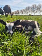 Gevraagd Biologische weide, Dieren en Toebehoren, Stalling en Weidegang
