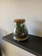 Plant die geen water nodig heeft met verlichting., Ophalen