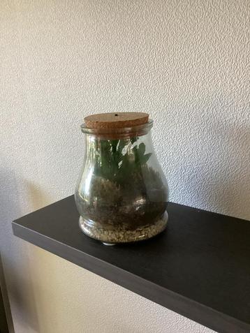 Plant die geen water nodig heeft met verlichting. beschikbaar voor biedingen