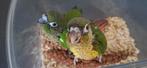 Handtam phyrrura, Mannelijk, Parkiet, Geringd