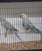 Koppel halsbandparkieten, Dieren en Toebehoren, Meerdere dieren, Parkiet