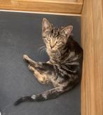 Kitten, Poes