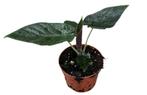 Alocasia Antoro | Potmaat 10,5, Overige soorten, In pot, Minder dan 100 cm, Groene kamerplant