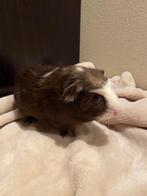 Cookie, beertje, Dieren en Toebehoren, Knaagdieren, Cavia, Mannelijk, Tam, September