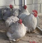 6 Cochin kriel, Mannelijk, Kip