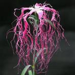 50/ zaad Anjer Spooky mix - Dianthus superbus - kleurenmix, Tuin en Terras, Bloembollen en Zaden, Ophalen of Verzenden, Voorjaar