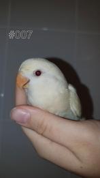 ♀️️Halftam agapornis roseicollis jong. zie beschrijving., Vrouwelijk, Dwergpapegaai of Agapornis, Geringd