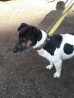 Jack russell dekreu, Reu, Eén hond, 3 tot 5 jaar, Nederland