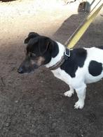 Jack russell dekreu, Particulier, 3 tot 5 jaar, Reu, Nederland