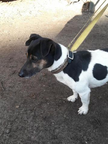 Jack russell dekreu beschikbaar voor biedingen