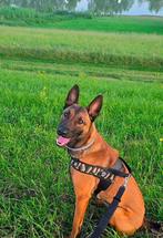 Mechelse herder, Rabiës (hondsdolheid), 1 tot 2 jaar, Teef, Eén hond