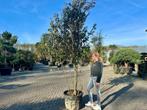 Meerstammige steeneik natuurlijke groeivorm ( Quercus ilex), 250 tot 400 cm, Zomer, Volle zon, In pot