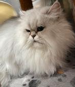 Pers dame zoekt rustig huis, Poes