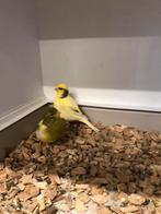 Div Zangkanaries, Dieren en Toebehoren, Meerdere dieren, Parkiet