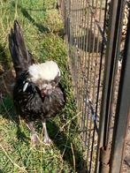 Haan Hollandse kuifhoen, Dieren en Toebehoren, Mannelijk, Kip
