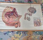 geslachtsdeel schoolplaat penis, Antiek en Kunst, Ophalen of Verzenden