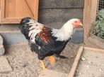 Wyandotte kriel haan zalm, Dieren en Toebehoren, Pluimvee, Mannelijk, Kip