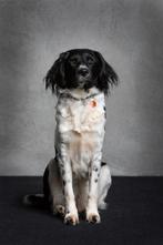 Lieve pups kruising Stabij/Heidewachtel, 8 tot 15 weken, Meerdere, Meerdere dieren, Middel