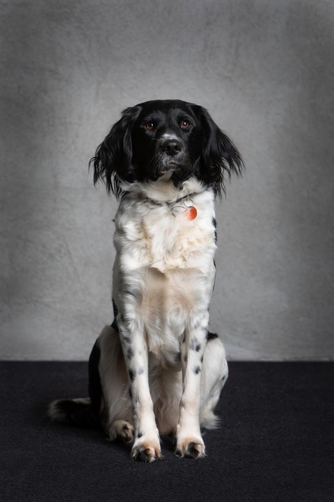 Lieve pups kruising Stabij/Heidewachtel, Dieren en Toebehoren, Honden | Niet-rashonden, Middel, Meerdere dieren, Particulier, Meerdere