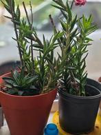 Planten, Huis en Inrichting, Kamerplanten, Ophalen