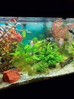 Maanvissen, Vis, Zoetwatervis