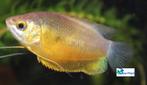 Diklip Gourami "Orange", Vis, Zoetwatervis