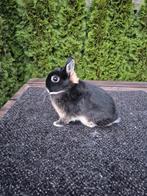 Kleurdwerg zwart - otter ram, Mannelijk, Dwerg