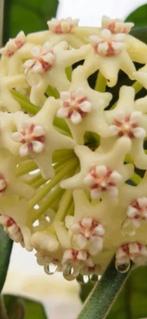Hoya Villosa, Huis en Inrichting, Kamerplanten, In pot, Minder dan 100 cm, Bloeiende kamerplant, Halfschaduw