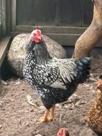Wyandotte kriel haan., Dieren en Toebehoren, Pluimvee, Mannelijk, Kip