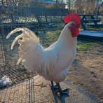 Poule de Bresse broedeieren, Geslacht onbekend, Kip