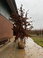 Carpinus betulus/ betula pendula meerstammigen, Ophalen of Verzenden, Volle zon, Overige soorten